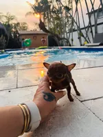 Minie, a female Chihuahua for sale in Miami Gardens, FL – 3 of 4