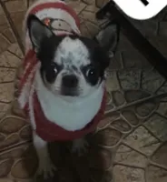 Many, a male Chihuahua for sale in Miami Gardens, FL – 2 of 3