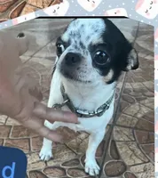 Many, a male Chihuahua for sale in Miami Gardens, FL – 3 of 3
