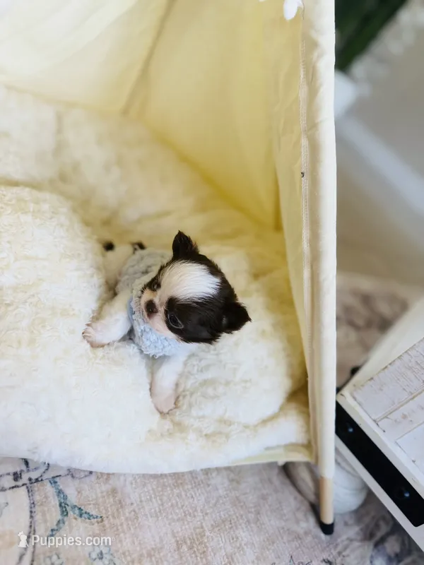 Kiki – Chihuahua puppy for sale in Miami, FL