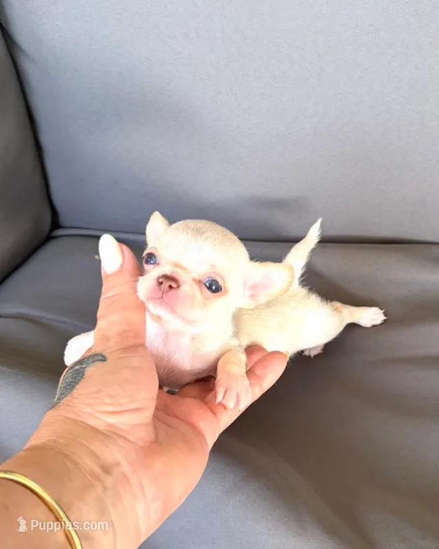 Coco – Chihuahua puppy for sale in Miami, FL