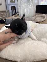 Oreo, a male Chihuahua for sale in Miami Gardens, FL – 2 of 4
