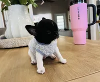 Oreo, a male Chihuahua for sale in Miami Gardens, FL – 3 of 4