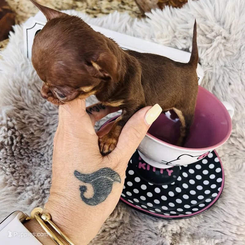 Minie – Chihuahua puppy for sale in Miami Gardens, FL