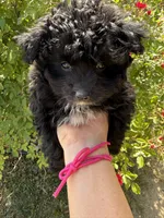 Jasmine, a female Pomapoo for sale in Saint Louis, MI – 2 of 4
