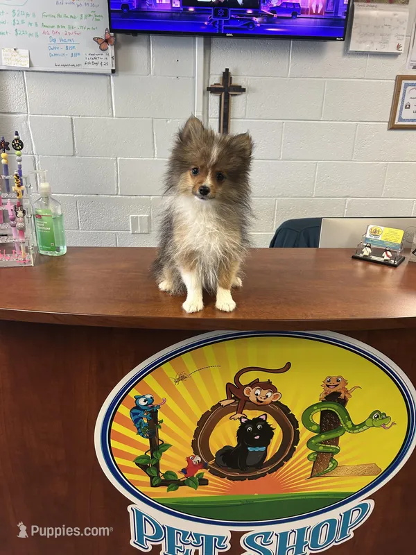 Tipper – Pomeranian puppy for sale in Saint Louis, MI