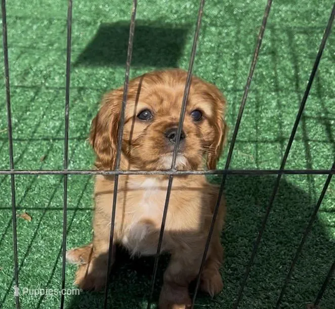 Molly – Cavalier King Charles Spaniel puppy for sale in Saint Louis, MI
