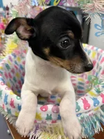 Max, a male Toy Fox Terrier for sale in Saint Louis, MI – Photo 2 of 4