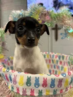 Max, a male Toy Fox Terrier for sale in Saint Louis, MI – Photo 3 of 4