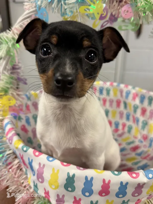 Max – Toy Fox Terrier puppy for sale in Saint Louis, MI