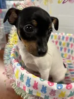 Max, a male Toy Fox Terrier for sale in Saint Louis, MI – Photo 4 of 4