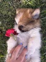 Delilah, a female Pomeranian for sale in Saint Louis, MI – 2 of 7