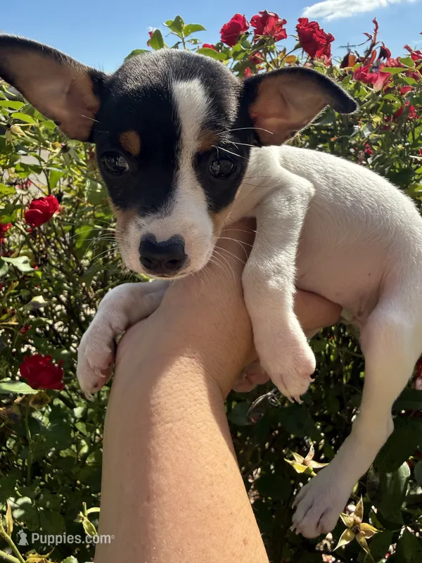 Lilly – Toy Fox Terrier puppy for sale in Saint Louis, MI