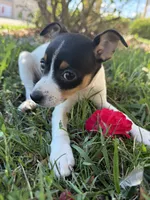 Lilly, a female Toy Fox Terrier for sale in Saint Louis, MI – 2 of 2