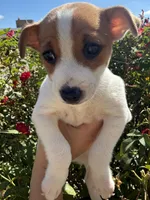 Max, a female Toy Fox Terrier for sale in Saint Louis, MI – 2 of 2