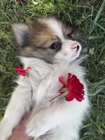 Delilah, a female Pomeranian for sale in Saint Louis, MI – 3 of 7