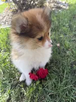 Delilah, a female Pomeranian for sale in Saint Louis, MI – 7 of 7