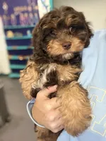 Duke, a male Cavapoo for sale in Saint Louis, MI – Photo 1 of 2