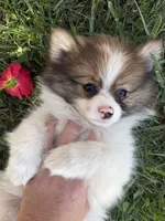 Delilah, a female Pomeranian for sale in Saint Louis, MI – 4 of 7