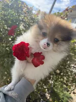 Delilah, a female Pomeranian for sale in Saint Louis, MI – 6 of 7