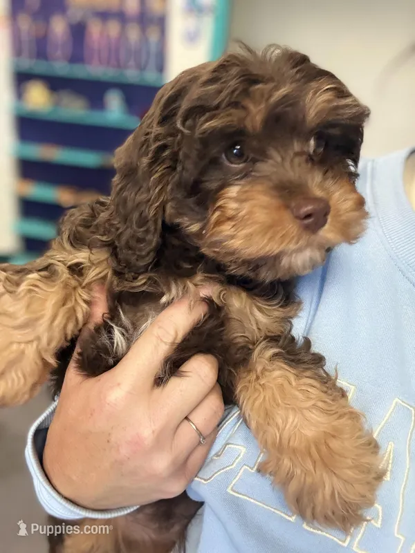 Duke – Cavapoo puppy for sale in Saint Louis, MI