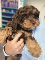 Duke, a male Cavapoo for sale in Saint Louis, MI – Photo 1 of 2
