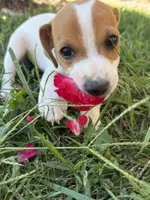 Max, a female Toy Fox Terrier for sale in Saint Louis, MI – 1 of 2