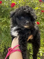 Jasmine, a female Pomapoo for sale in Saint Louis, MI – 3 of 4