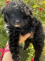 Jasmine, a female Pomapoo for sale in Saint Louis, MI – 4 of 4