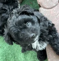 Jasmine, a female Pomapoo for sale in Saint Louis, MI – 1 of 4