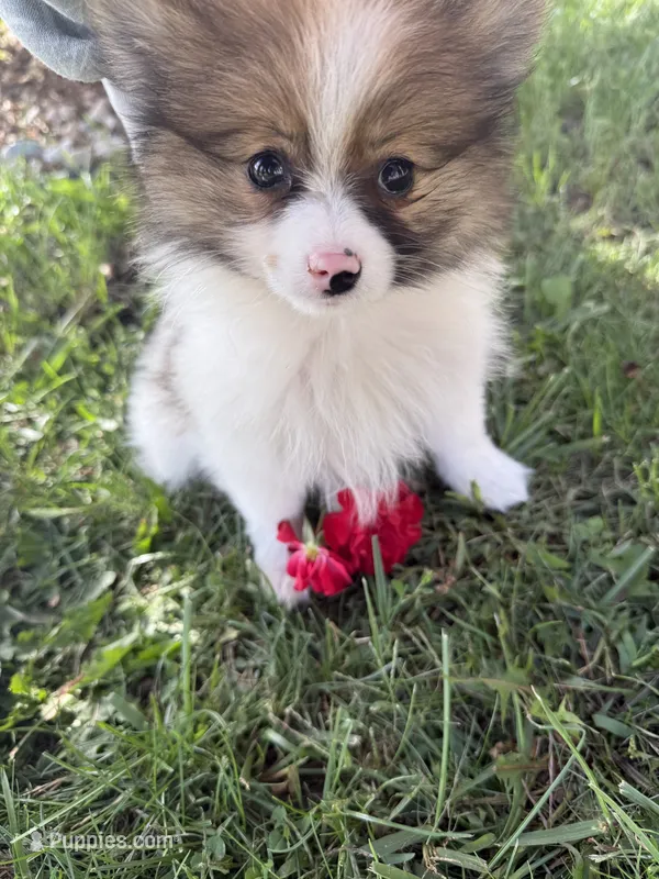 Delilah – Pomeranian puppy for sale in Saint Louis, MI