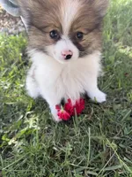 Delilah, a female Pomeranian for sale in Saint Louis, MI – 1 of 7