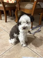 Navaeh , a female Miniature Schnauzer for sale in Lafayette, LA – 3 of 3