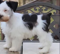 Navaeh , a female Miniature Schnauzer for sale in Lafayette, LA – 2 of 3