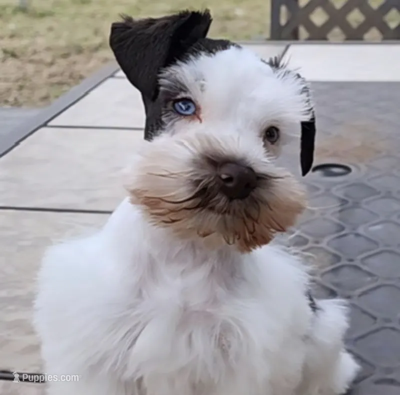 Navaeh  – Miniature Schnauzer puppy for sale in Lafayette, LA