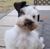 Navaeh , a female Miniature Schnauzer for sale in Lafayette, LA – 1 of 3