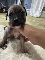 Big Mamma, a female Perro de Presa Canario for sale in Cleburne, TX – Photo 4 of 7