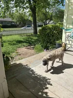 Big Mamma, a female Perro de Presa Canario for sale in Cleburne, TX – 3 of 3