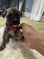 Big Mamma, a female Perro de Presa Canario for sale in Cleburne, TX – Photo 2 of 7