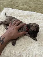 Big Mamma, a female Perro de Presa Canario for sale in Cleburne, TX – Photo 7 of 7