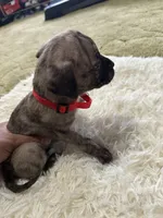 Big Mamma, a female Perro de Presa Canario for sale in Cleburne, TX – Photo 6 of 7