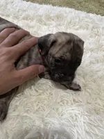 Big Mamma, a female Perro de Presa Canario for sale in Cleburne, TX – Photo 3 of 7