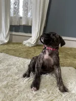 Charlotte, a female Perro de Presa Canario for sale in Cleburne, TX – Photo 4 of 6