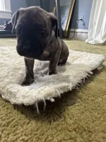 Charlotte, a female Perro de Presa Canario for sale in Cleburne, TX – Photo 1 of 6