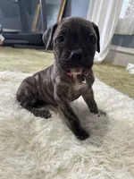 Charlotte, a female Perro de Presa Canario for sale in Cleburne, TX – Photo 2 of 6