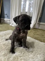 Charlotte, a female Perro de Presa Canario for sale in Cleburne, TX – Photo 6 of 6