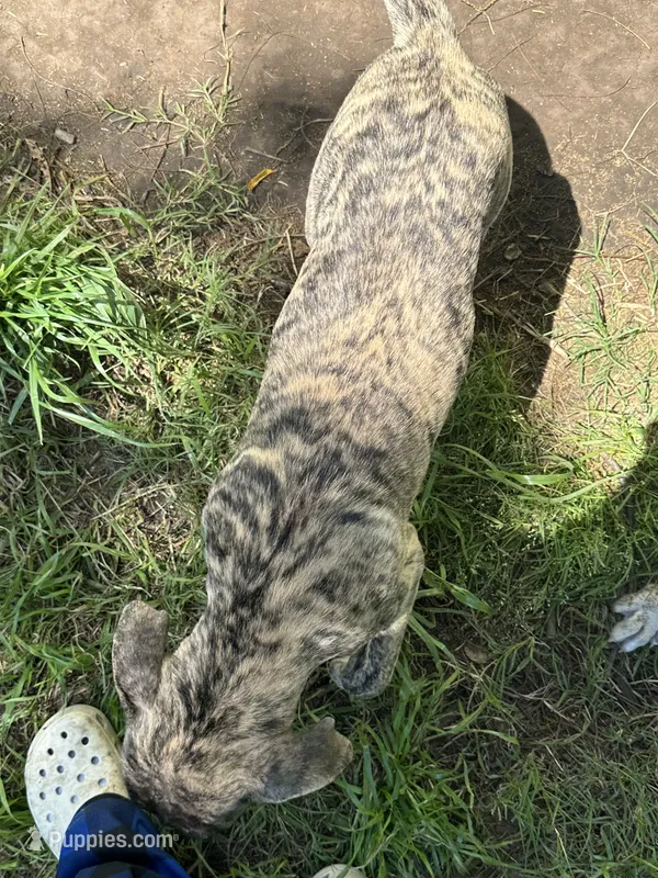 Bertha – Perro de Presa Canario puppy for sale in Cleburne, TX