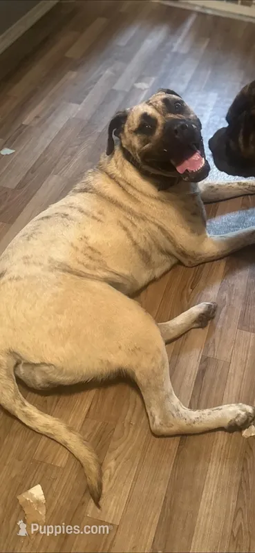 Helga – Perro de Presa Canario puppy for sale in Cleburne, TX
