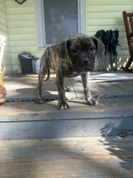 Bertha, a female Perro de Presa Canario for sale in Cleburne, TX – 5 of 6