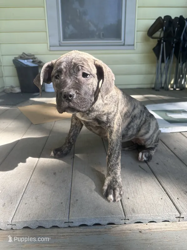 Bertha – Perro de Presa Canario puppy for sale in Cleburne, TX